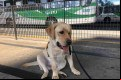 Senna conheceu terminais de ônibus de Sorocaba durante o processo de socialização.  - Secom/Divulgação