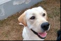 Cão Senna está sendo treinado no Instituto Magnus.  - Arquivo Pessoal