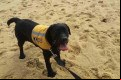 Labradora de sete meses se divertiu em viagem à praia.  - Arquivo Pessoal