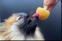 O sorvete deve ser adequado ao organismo dos pets - CHEF FLÁVIO DUARTE