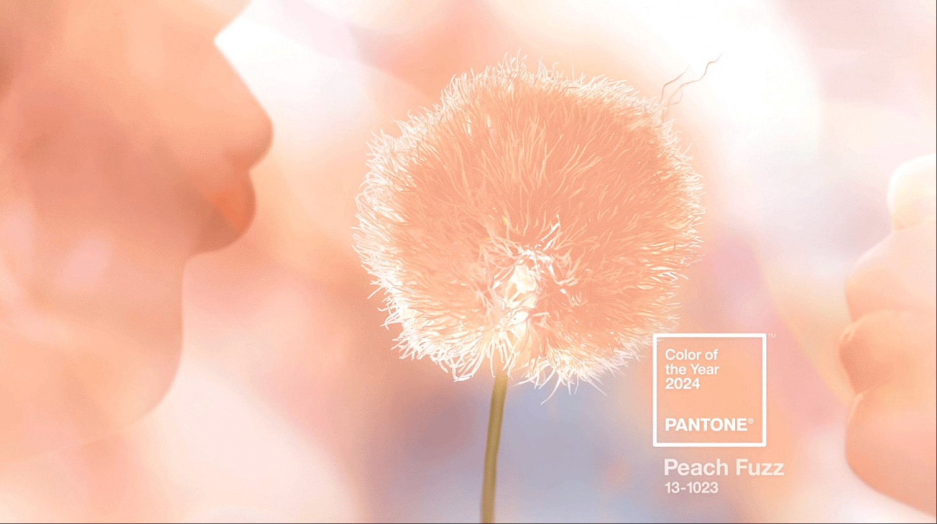 Peach fuzz - a cor de 2024