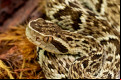 Jararaca - Murilo - Adobe Stock