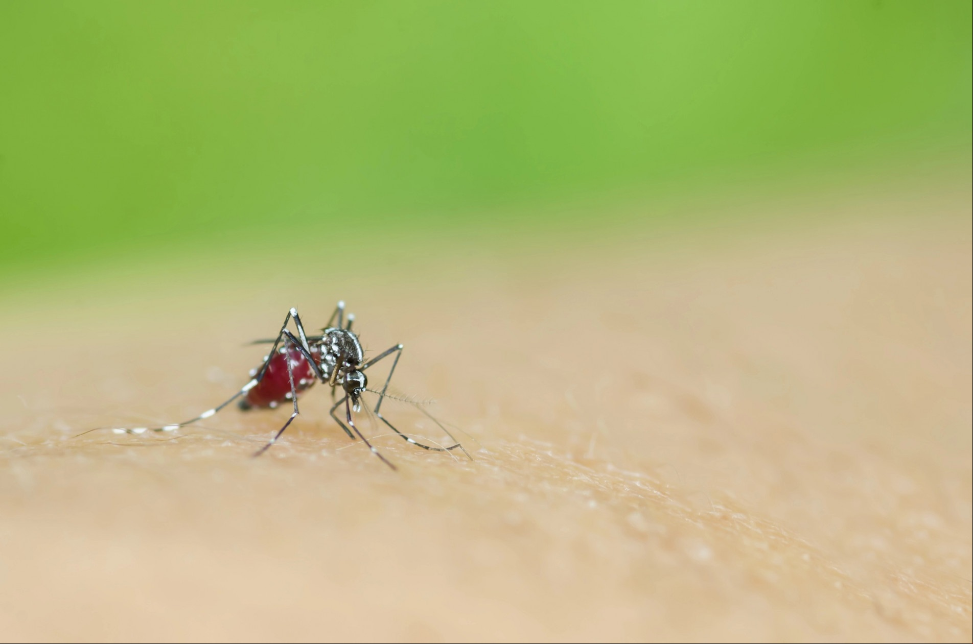 Dengue